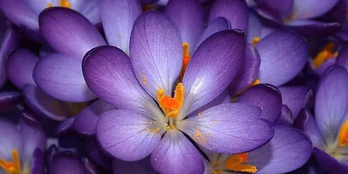 The Majestic Mountain Cafe