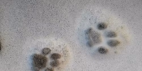 Wildtiere in den Streuobstwiesen 