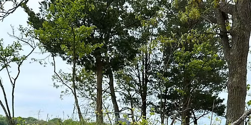 Early summer sedges at Marshlands Conservancy