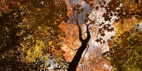 WEEK 9: Inner Autumn with Krystal
