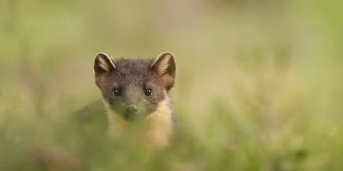 Pine marten general public drop-in