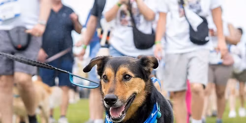 Dog Jog: 25th Anniversary