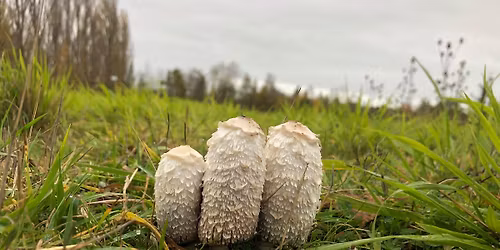 Warwickshire, Coventry, Foraging Course Walk