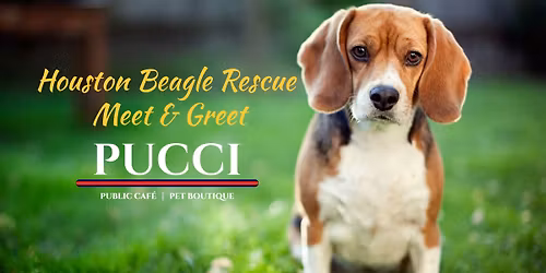 Houston Beagle Rescue November Meet & Greet
