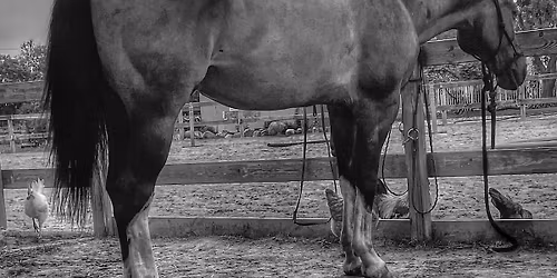 3\/29\/26 Grooming, Gratitude and Grounding on the Farm