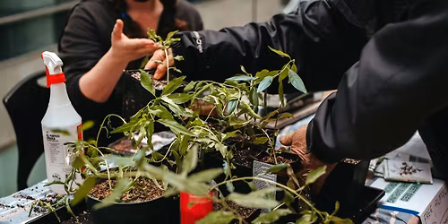 The Great Marmalade Plant Swap of 2026