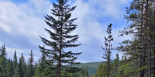 Trine Forest Therapy      Awaken Your Senses
