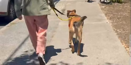 Take the Shelter Dogs out on Hikes!!