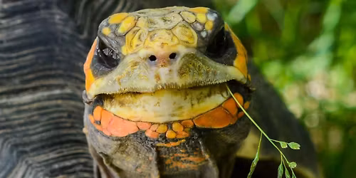 Rambunctious Reptiles Camp
