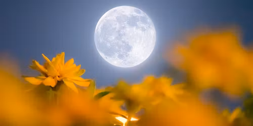 Scorpio Full Moon: Group Reiki- Release, Transform, Rebirth with Anne Marie (04\/30\/26)