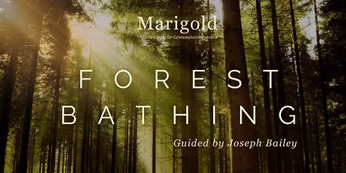 FREE! Forest Bathing: A Practice of Kinship