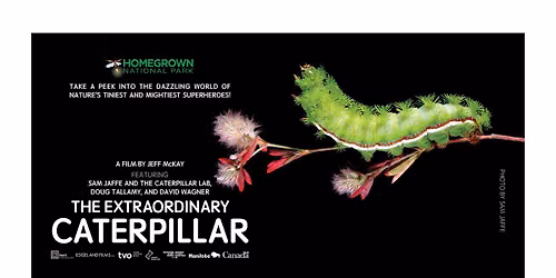 Film screening: "The Extraordinary Caterpillar"