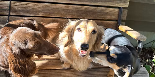 Paw Fest