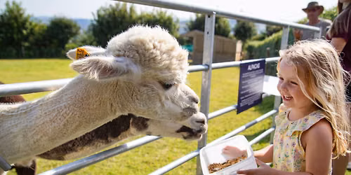 Alpaca Meet & Greet