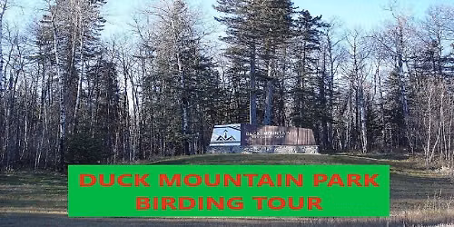 Duck Mountain Park Birding Tour