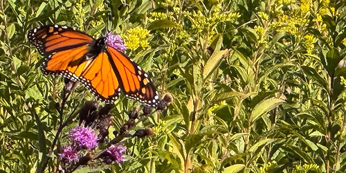 Native Seed Exchange - By Friends of Runnymede Park