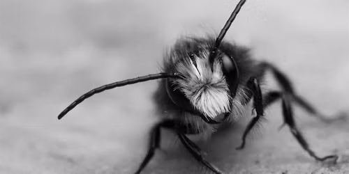 Mason Bees Unwrapped: The Art & Science of Cocoon Harvesting
