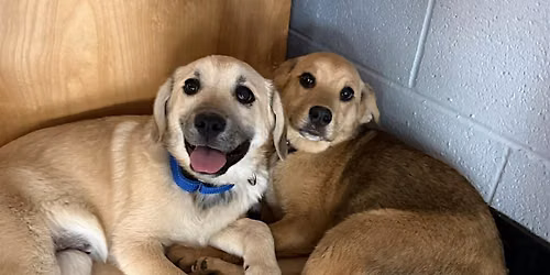 Rescue Puppy Yoga - Margaret Maddox family YMCA East center