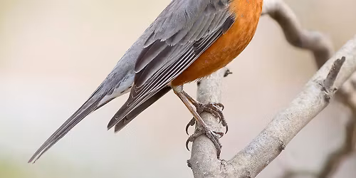 World Migratory Bird Day 2026: Every Bird Counts\u2014Your Observations Matter