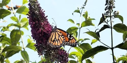 Butterfly Walks