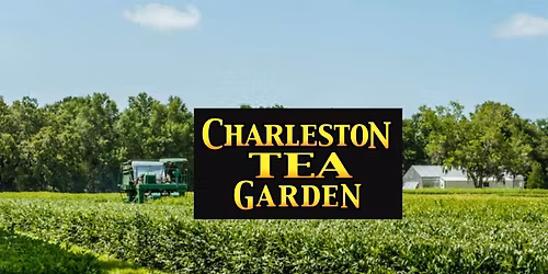 Tea Time in the Lowcountry