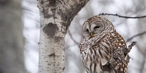 Science Stroll: Owl Prowl at Audubon Greenway