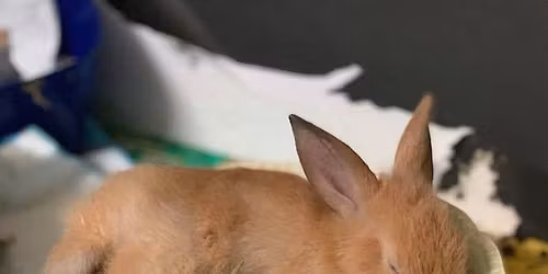 Yoga with Bunnies