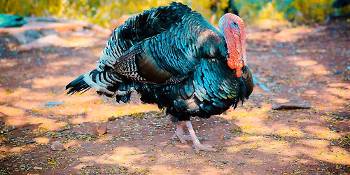 Turkey Paw Print Craft!