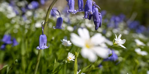 Bluebell Woods Photo Walk
