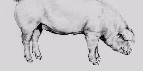 Whole Hog Butchery Workshop