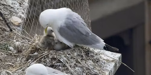 WILDLIFE TALK: KITTIWAKES ALONG THE TYNE AND NE COAST