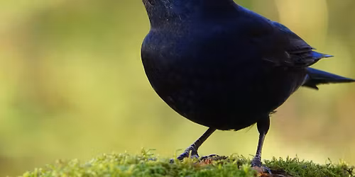 Observation des oiseaux en parc urbain