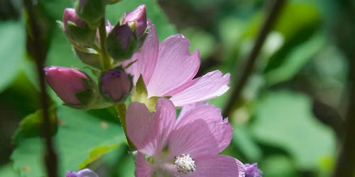 Recovering Endangered Plants