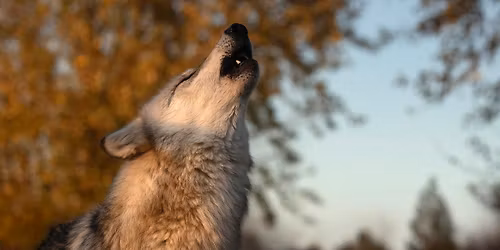 Turkey Toss at Wolf Park