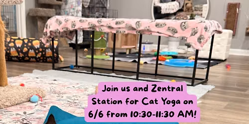 Cat Yoga with Zentral Station