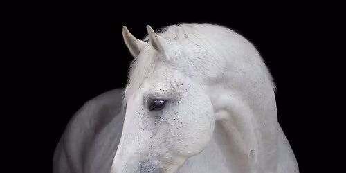 Shake it off: When headshaking isn't just attitude