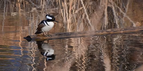 Nature Detectives: Wonderful Winter Waterfowl