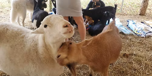 Goat Snuggles + Q and A with a Farmer