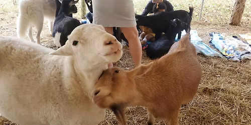 Goat Snuggles + Q and A with a Farmer