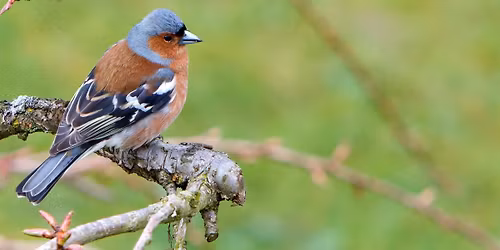 F\u00e5gelfrukost i maj