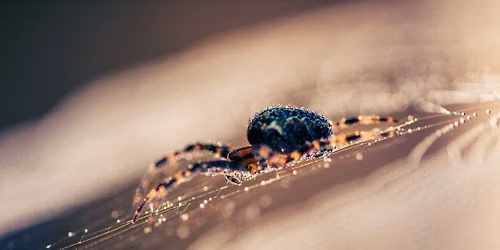[COMPLET] Zoom sur les araign\u00e9es