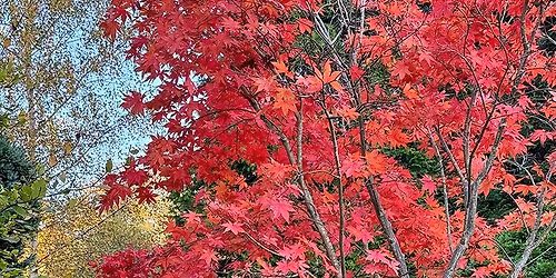 Autumn Colour Woodland Walk with New Curator, Fiona Slight