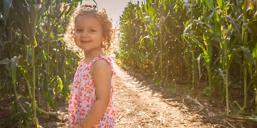 Cowvin's Corny Maze & Playland Open Daily