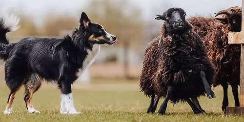 Silvestrovsk\u00fd z\u00e1vod dvojic