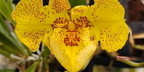 SEPOS International Orchid Show & Sale