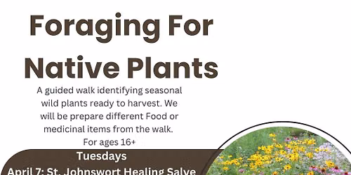 Foraging For Native Plants 