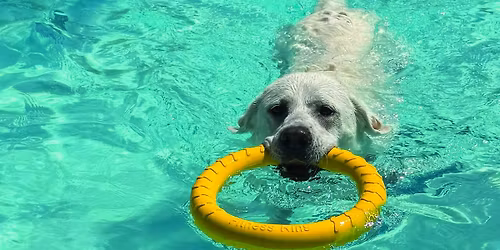 Pooch Plunge