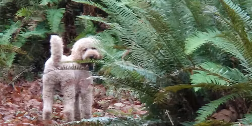 Animal Reiki I and II in-person, Olympia WA