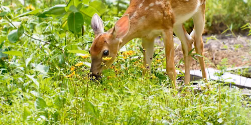 Deer "Proofing" Your Yard