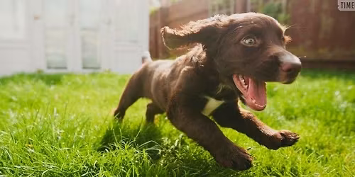 Simple HR Halloween Adoption Event